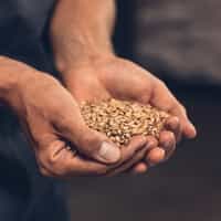 organic barley
