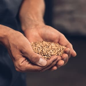 organic barley