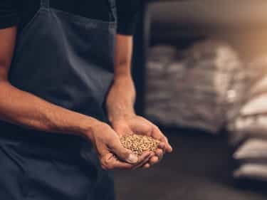 Photo of man holding barley in his hands