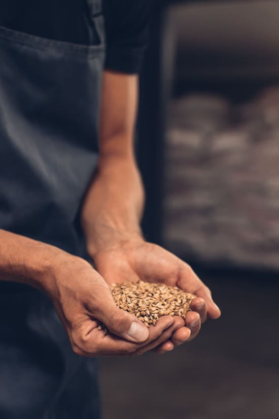 Photo of man holding barley in his hands