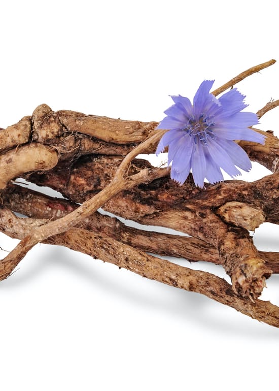 Photo of Inulin root